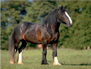 ������������� ��� (Clydesdale Horse)